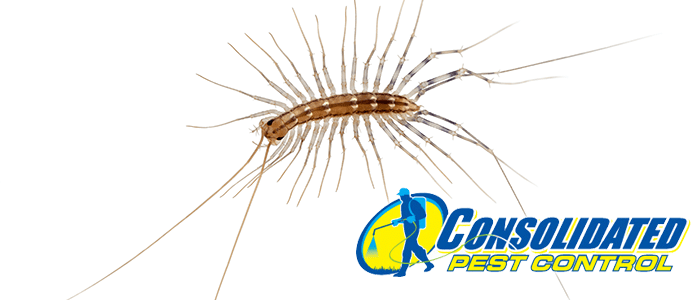 House Centipedes: Potential Warning Sign - Consolidated Pest Control