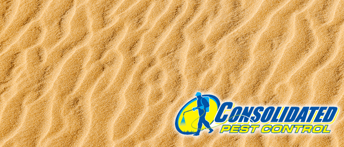 Sand Fleas: Beach Nuisances - Welcome to Consolidated Pest Control