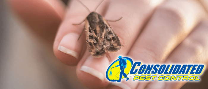 Consolidated Pest Control moths