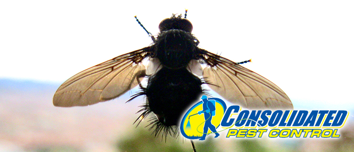 Consolidated Pest Control flies