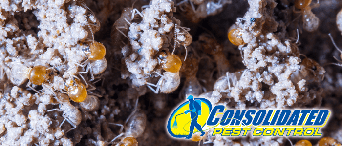 Consolidated Pest Control termites in hurricanes