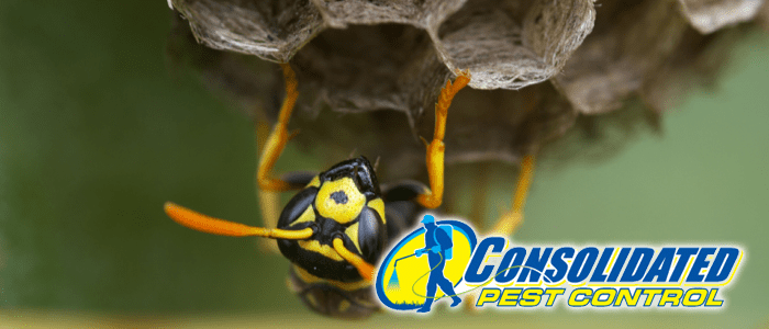 Consolidated Pest Control wasp nest