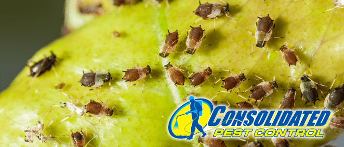 Consolidated Pest Control aphids