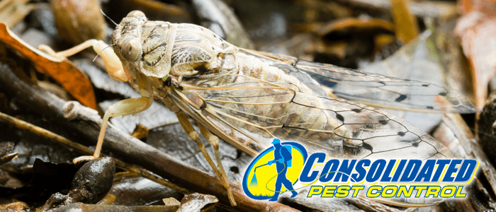 Consolidated Pest Control cicadas