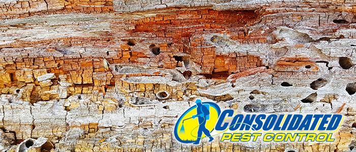 Consolidated Pest Control termites