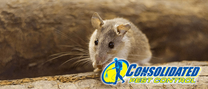 Consolidated Pest Control rodents