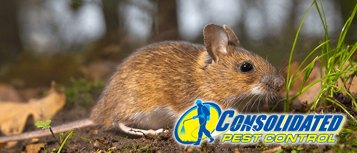 Consolidated Pest Control rats