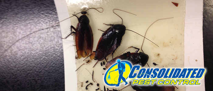 Florida Roaches are an issue for you.