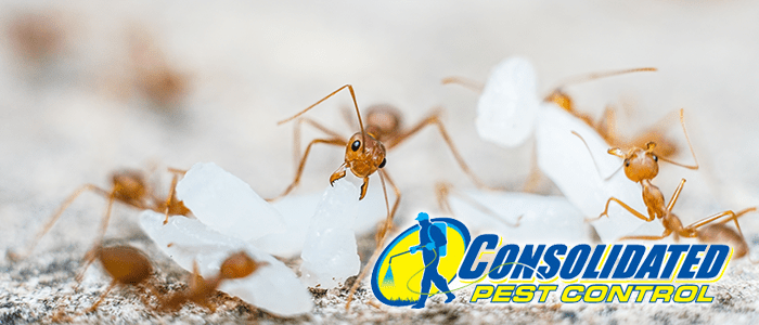 Dealing With Common Florida Ants Welcome To Consolidated Pest Control   543254325 